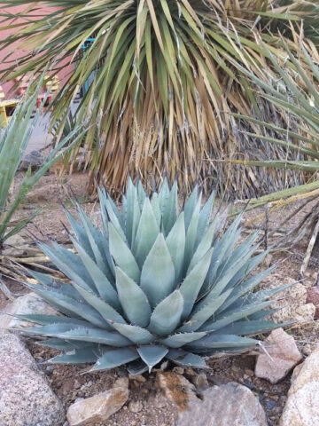 Lg. Cold Hardy Blue Rosette Agave Plant (agave parryi neomexicana)