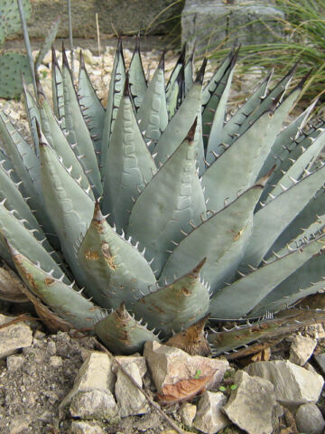 Alternative view of Lg. Cold Hardy Blue Rosette Agave Plant (agave parryi neomexicana)