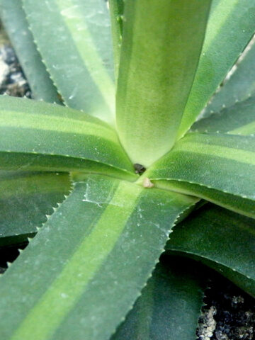 Lg. Beautiful Nizanda Green Striped Agave Plant (agave nizandensis sp)
