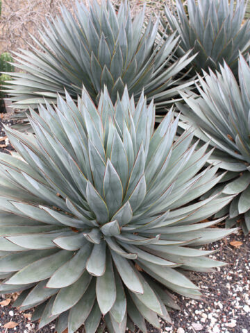 Alternative view of Lg. Compact Blue Glow Agave Plant (agave attenuata x ocahui)