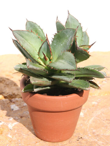 Lg. RARE Dwarf Blue Crested Agave Plant (agave parrasana sp)