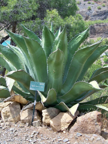 Lg. Canary Island Giant Agave Plant (agave salmiana sp)