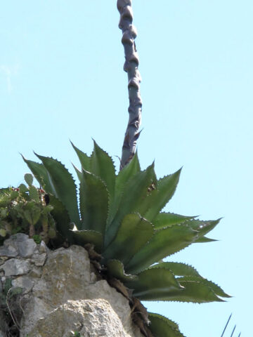 Alternative view of Lg. Canary Island Giant Agave Plant (agave salmiana sp)