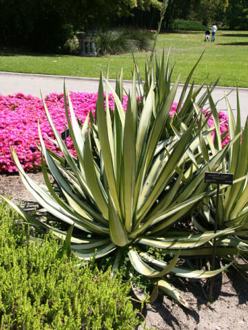 Alternative view of Lg. Caribbean Silver Dagger Agave Plant (agave sisalana variegata)