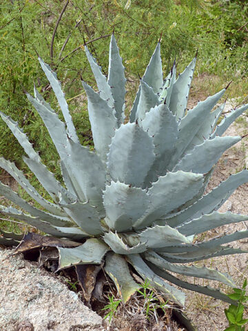 Lg. Sky Blue Desert Agave Plant (agave temacapulinensis sp)