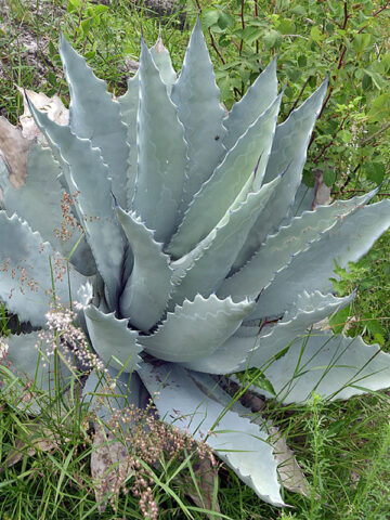 Alternative view of Lg. Sky Blue Desert Agave Plant (agave temacapulinensis sp)