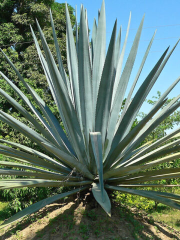 Alternative view of Lg. True Blue Tequila Agave, Weber Azul Agave Plant (agave tequilana)