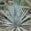 Lg. Tequila Sunrise Variegated True Tequila Agave Plant (agave tequilana marginata)