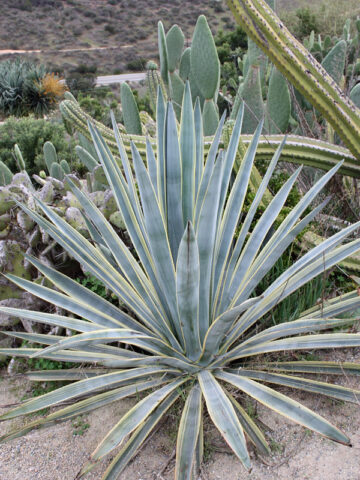 Lg. Tequila Sunrise Variegated True Tequila Agave Plant (agave tequilana marginata)