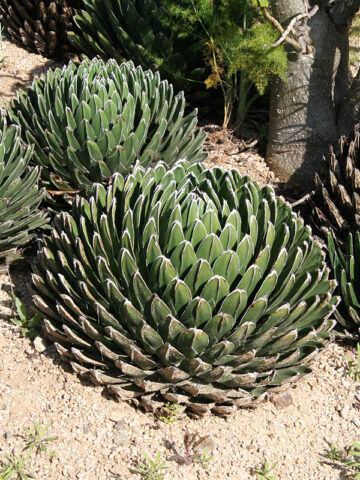 Popular Classic Round Queen Victoria Agave Plant (agave victoriae regina)