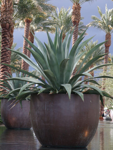Lg. Soft Leaf Weberi Blue Giant Agave Plant (agave weberi sp)