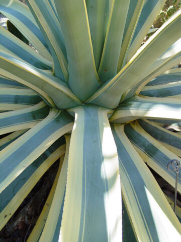 Alternative view of Lg. Variegated Arizona Star Soft Leaf Agave Plant (agave weberi)