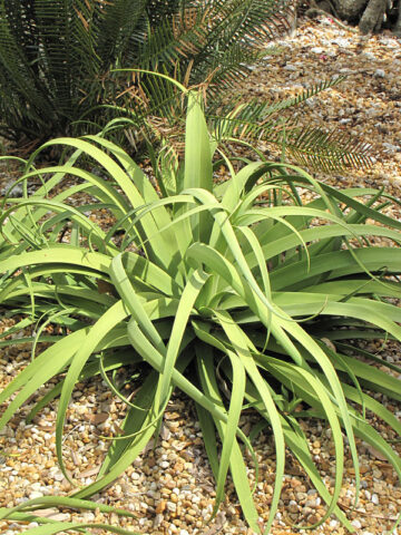 Alternative view of Lg. Medusa Agave Zuce Calamar Agave Plant (agave bracteosa)