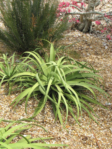 Lg. Medusa Agave Zuce Calamar Agave Plant (agave bracteosa)