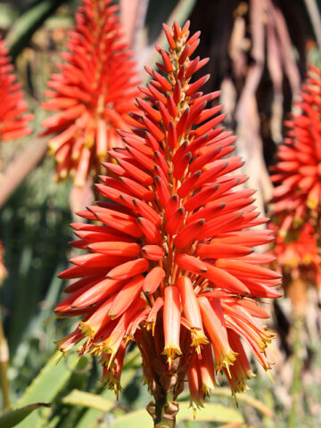 Alternative view of Lg. Elegant Candelabra Aloe Plant (aloe arborescens)