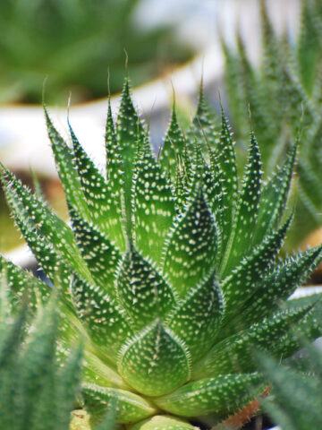 Lg. Aristocrat Lace Aloe Plant (aloe aristata)