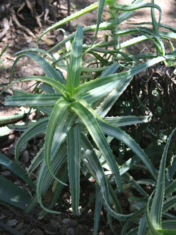 Alternative view of Lg. Rare Variegated Candelabra Aloe Plant (aloe arborescens var.)