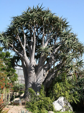 Lg. Unique Giant Tree Aloe Plant (aloe bainesii, barberae)