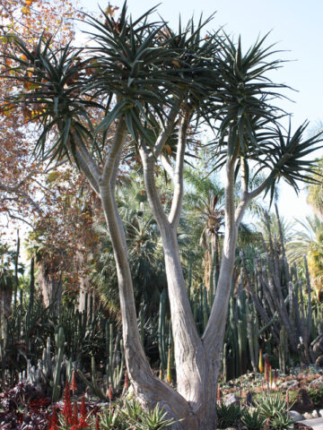 Alternative view of Lg. Unique Giant Tree Aloe Plant (aloe bainesii, barberae)