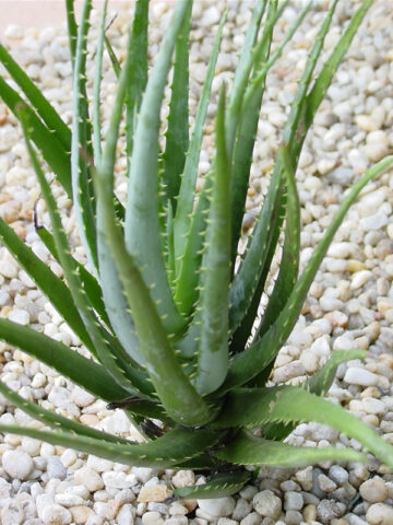 Bright Blue Elf Aloe Plant (aloe sp)