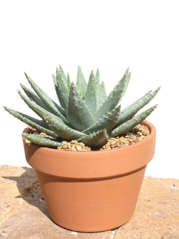 Alternative view of Lg. Symmetrical Crocodile Aloe Plant (aloe brevifolia)