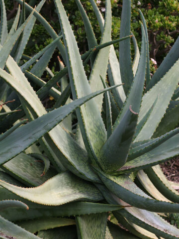 Alternative view of Gorgeous Nubian Aloe Plant (aloe camperi)