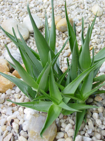 Alternative view of Fast Climbing Jade Aloe Plant (aloe ciliaris)