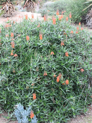 Fast Climbing Jade Aloe Plant (aloe ciliaris)