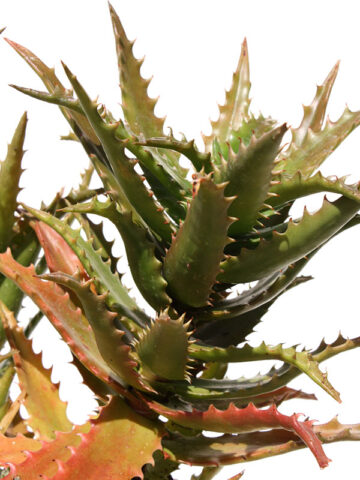 Alternative view of Popular Tiger Tooth Aloe Plant (aloe congolensis)