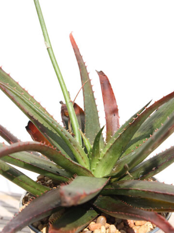 Alternative view of Charming Dwarf Red Tooth Aloe Plant (aloe sp)