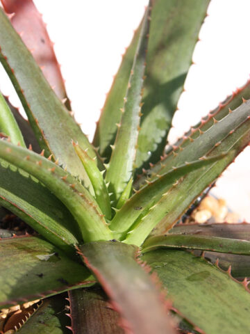 Charming Dwarf Red Tooth Aloe Plant (aloe sp)