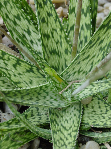 Alternative view of Lg. Tropical Amazonica Aloe Plant (aloe fragilis)