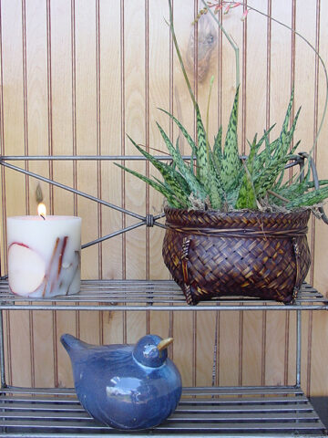 Lg. Tropical Amazonica Aloe Plant (aloe fragilis)