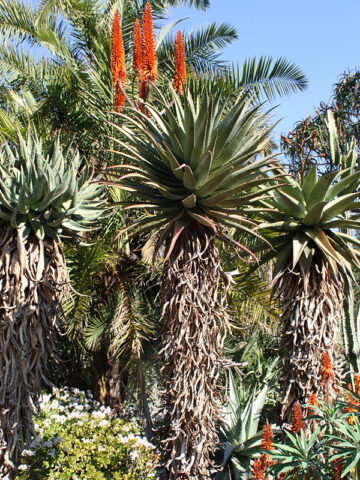 (2 Plants) Magnificent Cape Medical Aloe Plantt (aloe ferox)