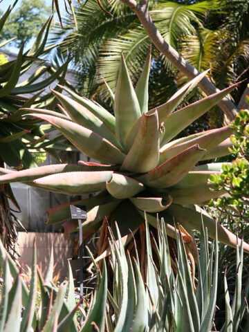 Alternative view of (2 Plants) Magnificent Cape Medical Aloe Plantt (aloe ferox)