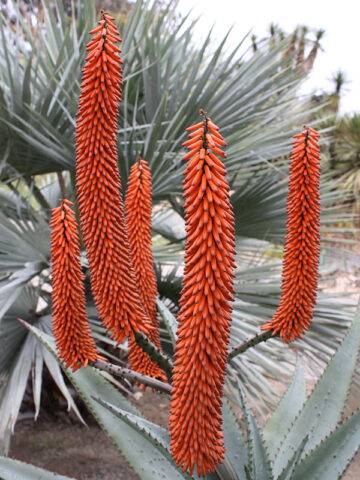 Alternative view of Magnificent Cape Medical Aloe Plant Plant (aloe ferox)