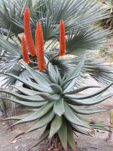 Magnificent Cape Medical Aloe Plant Plant (aloe ferox)