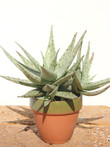 New Imported Kenya Silver Aloe Plant (aloe fragilis)