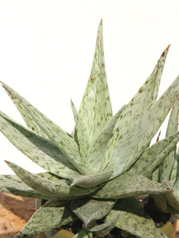 Alternative view of New Imported Kenya Silver Aloe Plant (aloe fragilis)