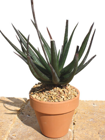 Lg. Delicate Gastrolea Midnight Aloe Plant (aloe fragilis)