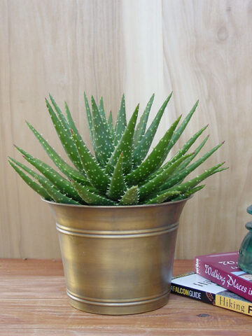Lg. Special Hybrid Green Gold Aloe Plant (aloe sp)