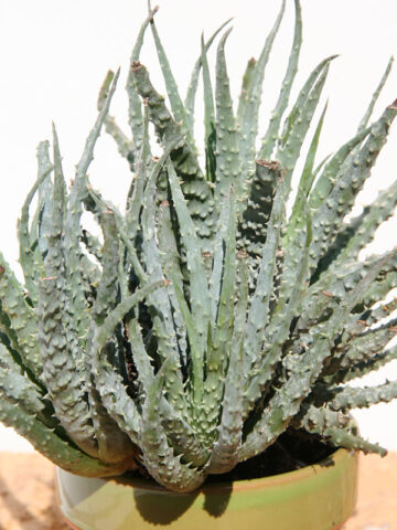 Alternative view of Lg. Cute Spider Aloe Plant (aloe humilis)