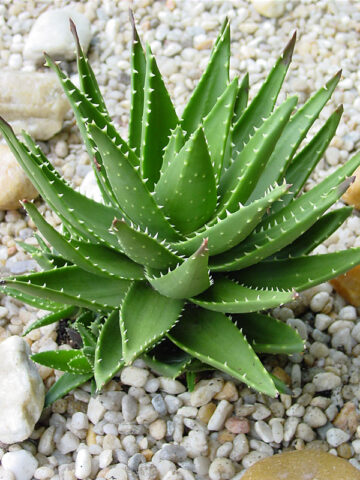 Alternative view of Lg. Nobilis Aloe Plant (aloe hybrid)