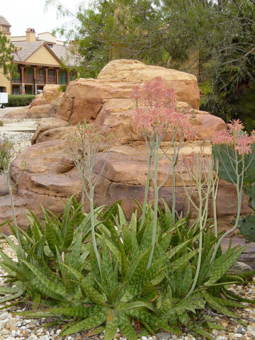 Lg. True Hawaiian Soap Aloe Plant (aloe saponaria)