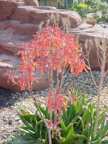 Alternative view of Lg. True Hawaiian Soap Aloe Plant (aloe saponaria)
