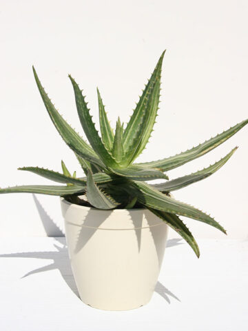 Lg. Super Rare Variegated Hawaiian Soap Aloe Plant (aloe saponaria sp)