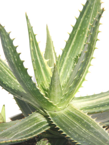 Alternative view of Lg. Super Rare Variegated Hawaiian Soap Aloe Plant (aloe saponaria sp)