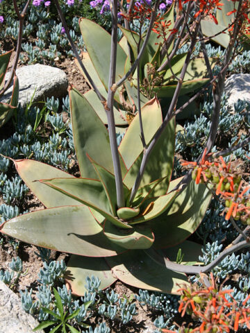 Alternative view of (2 Plants) African Coral Aloe Plant (aloe striata)