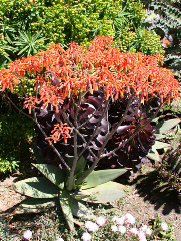 (2 Plants) African Coral Aloe Plant (aloe striata)