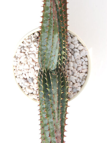Alternative view of (2 Plants) Mr Mustacheo Aloe Plant (aloe suprafoliata)
